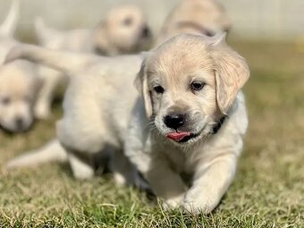 Zlatý Retriever šteniatka s PP - 7