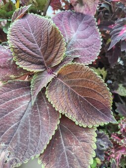 Coleus - 7