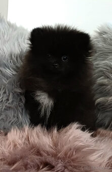 Pomeranian s PP fenka - 7