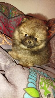 Pomeranian - 7