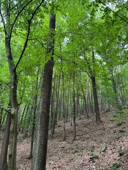 Prodám lesní pozemky v k.ú. Bohutín nad Moravou - 7