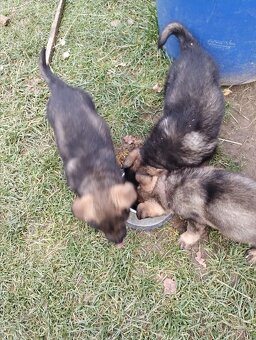 Německý ovčák štěňata - 7