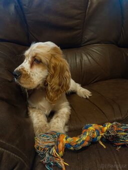 Anglický kokršpaněl barevný pejsek - 7