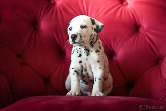 Dalmatin s PP - 7