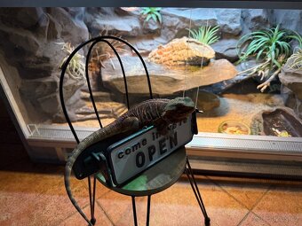 Agama vousatá samička - 7