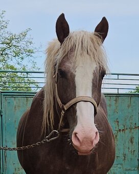Klisna ČMB Láva - prodám - 7