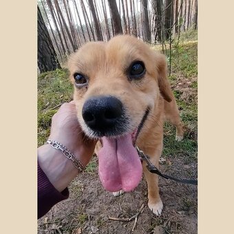 PINGI K ADOPCI - akční veselý mazel, vhodný k dětem - 7
