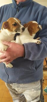 Jack Russell teriér - 7