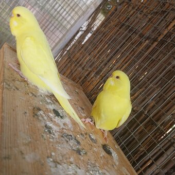 Výstavní andulky - 7