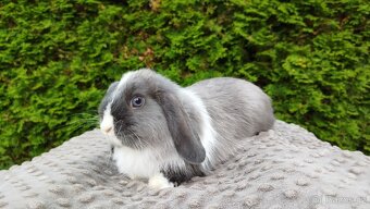Zakrslý beránek, králíček, králík - HEIDY - 7