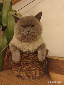 Britský kocour ke krytí - 7