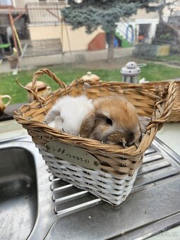 Zakrslý králík - 7