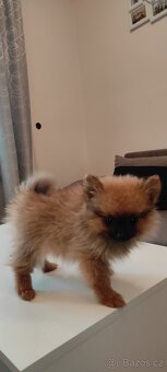 Špic pomeranian s pp štěňata - 7