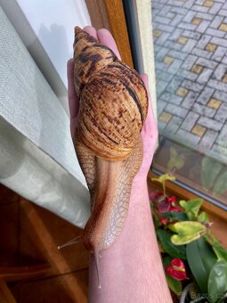 Africký šnek Lissachatina reticulata - oblovka síťkovaná - 7