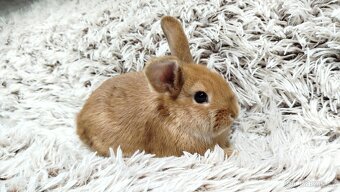 Zakrslý králík, králíček - LILI - 7