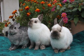 Luxusní Siam s rodokmenem - 7