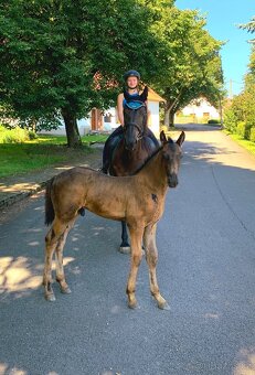 Klisna Barock Pinto - 7