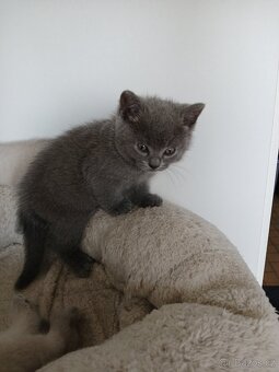 Britská modrá koťátka - 7