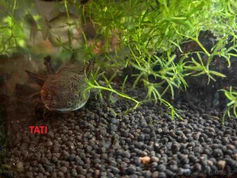 Axolotl Axelotl dráček mexický - 7