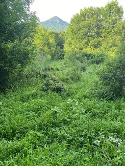 Pronajmu zahradu - 7