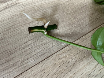 Rhaphidophora tetrasperma variegata (Monstera Minima) - 7