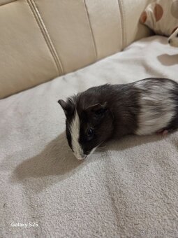 Daruji morčátka - 7