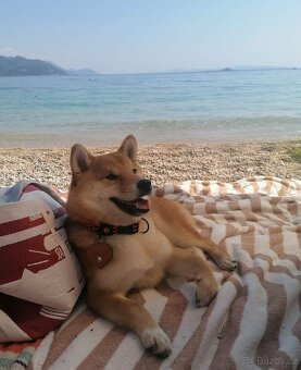 Shiba inu - 7