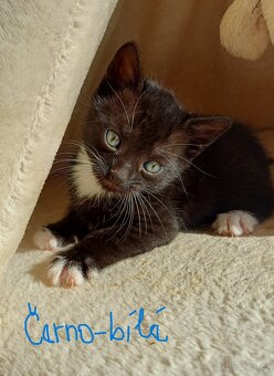 Koťata-kocourci - 7