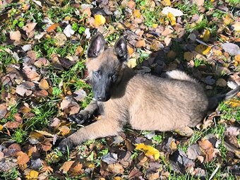 Belgicky ovcak malinois - 7