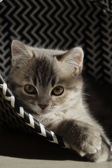 Britská modrá krátkosrstá kočka koťátko - 7