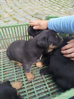 Štěňata křížence labradora - 7