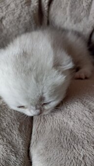 Britská koťátka  s PP - 7