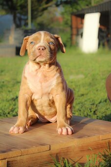American Bully XL - 7
