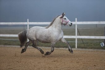 Reprezentativní barokní klisna REZERVACE - 7