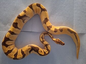 Krajta královská - 7