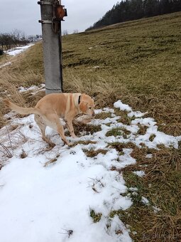 Daruji fenku labradorky - 7