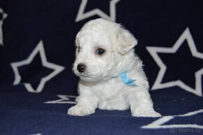 BICHON FRISE - BIŠONEK  s PP - 7