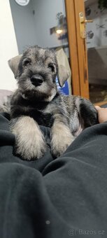 Knírač střední pepř a sůl - 7