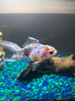 Prodám větší zavojnatky oranda calico a black - 7