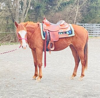 Klisna QH 2 roky - 7