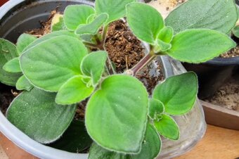 Drimiopsis maculata, ALOE-menšího vzrůstu, STREPTOCARPUS-SAX - 7