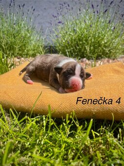 Americký stafordšírský teriér s PP - 7