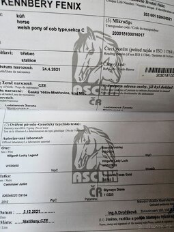 Welsh pony valach - 7