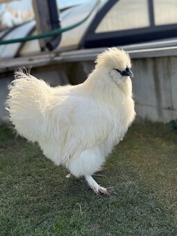 Kohoutek Hedvábnička velká vousatá - 7