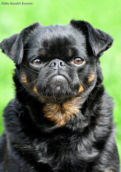 brabantík - štěňata s pp - fena - 7