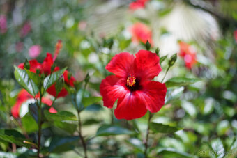 Nikon Micro-Nikkor 55/2.8 Ais - 7