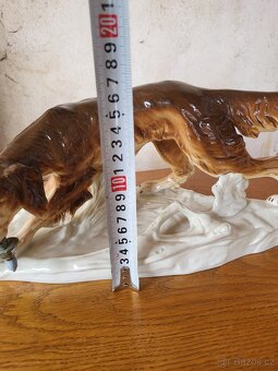 Lovecký pes Royal - Dux - 7