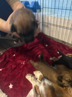 Krásná křížená štěňátka - 7