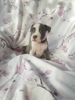 Stafordšírský bulteriér - 7