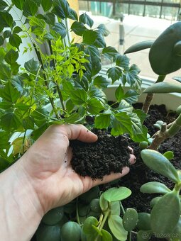 Vermikompost - 5L - 7